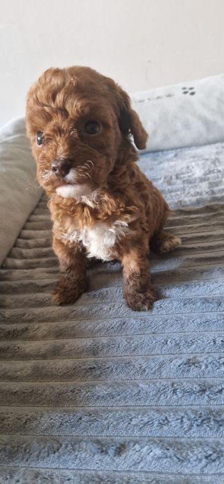 Cavapoo  F1b śliczny chłopiec