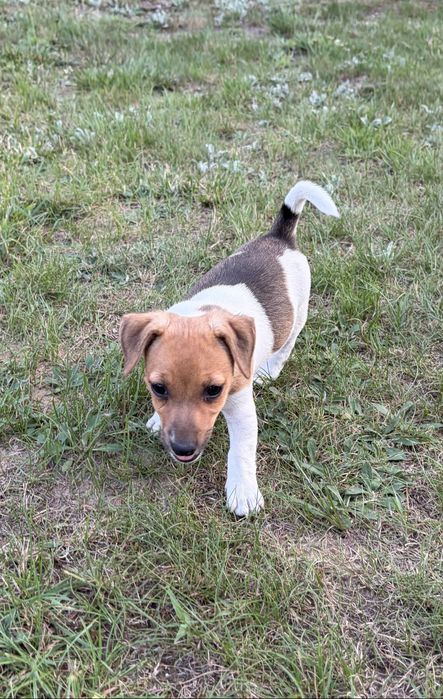 Jack Russell Terrier