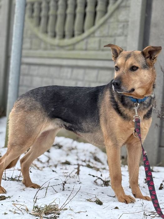 Urocza Gucia nieśmiało poleca się do adopcji