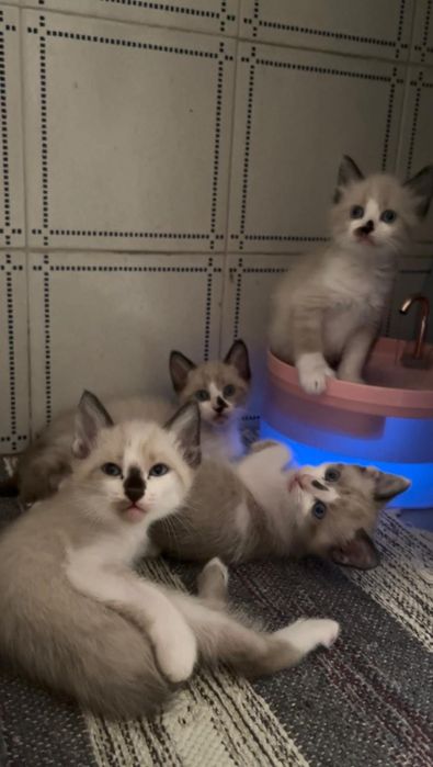 Gatos para adoção responsável
