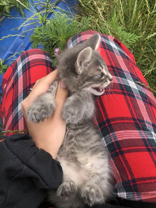 Кошенята терміново шукають дім