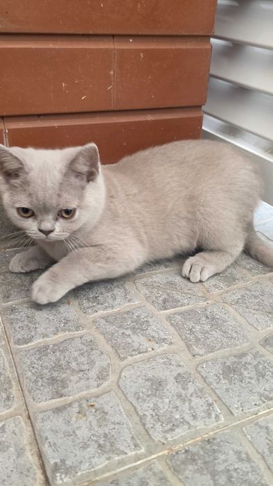British Shorthair lilás