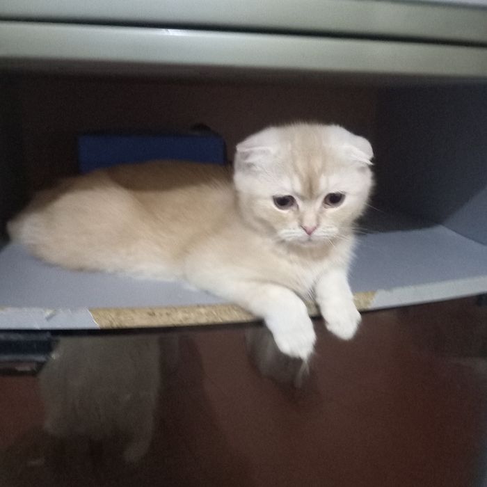 Шотландский мальчик персиковое чудо