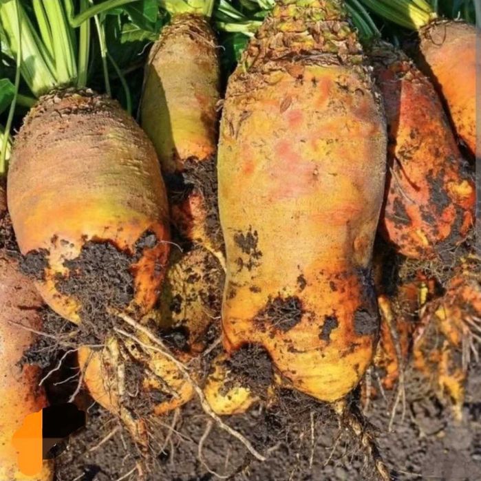 Sprzedam buraki pastewne 2 tony, 70 gr/ kg