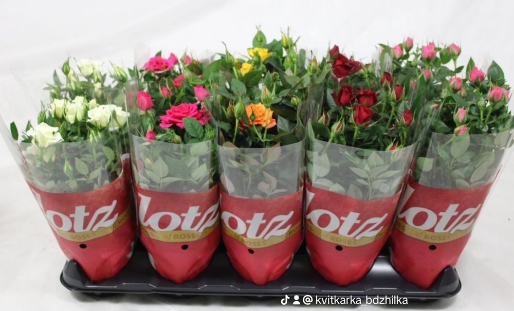 Вазони, Гіацинти, троянди та багато інших рослин.