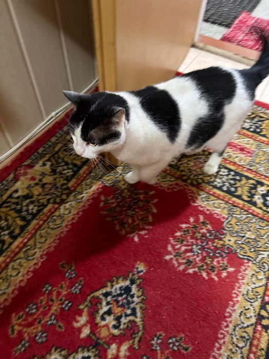 Kot szuka domu, zadbany