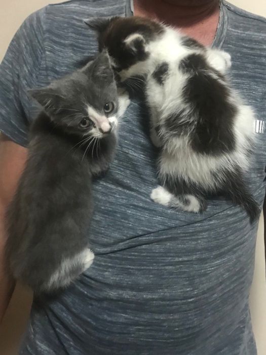 Кошенята шукають родину