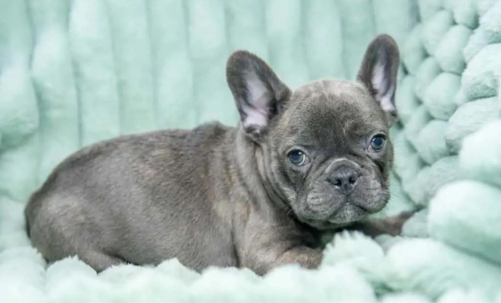 Bulldog Frances femea 2 meses