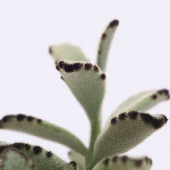 Pés Mudas Kalanchoe Aranto Planta Suculenta Medicinal