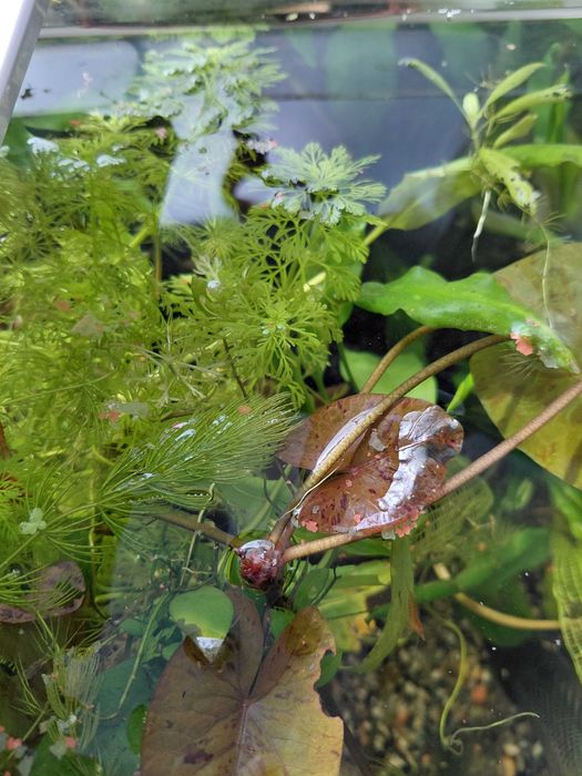 Limnophila Sessiflora