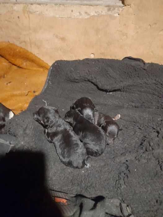 Відам цуценят в добрі руки