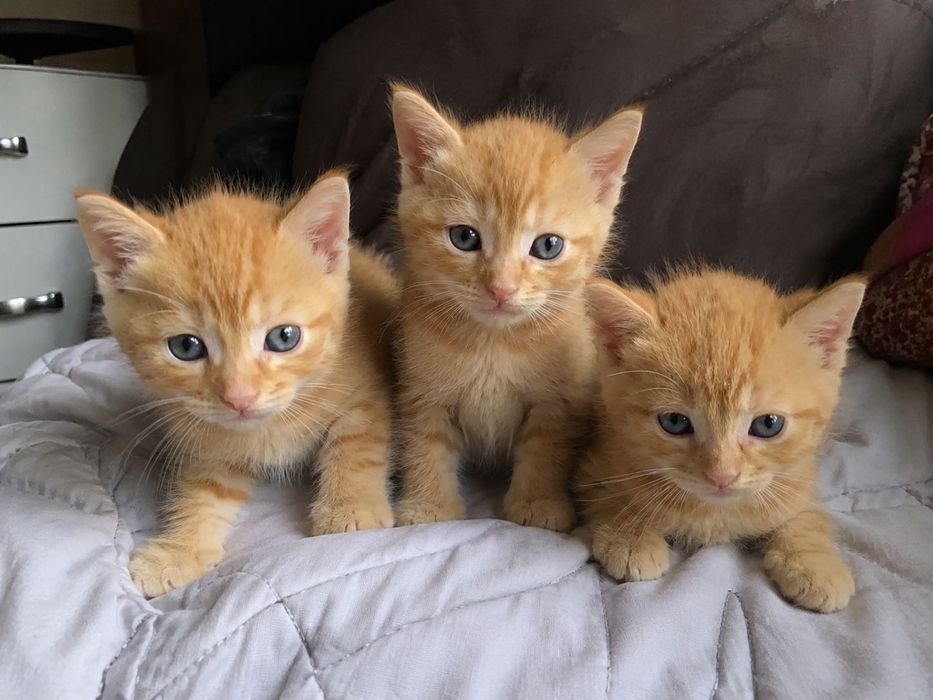 Gatinhos bebés para adoção
