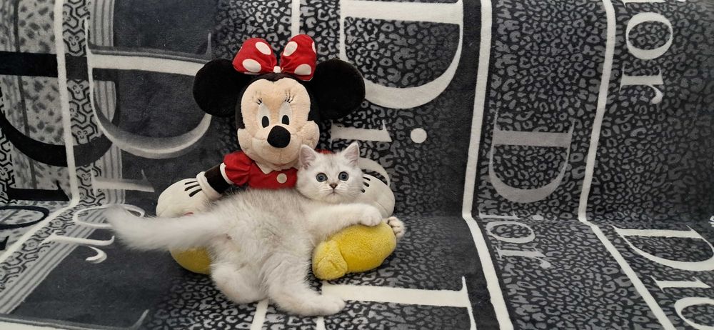 Шотландский котёнок модного окраса серебристая шиншилла.