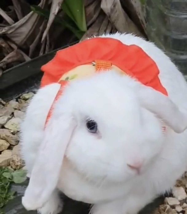 Animais de Estimação