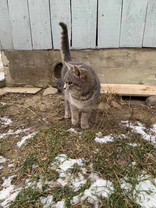 Віддам котика у добрі руки