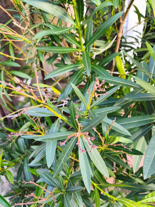Oleander 3,5 metra