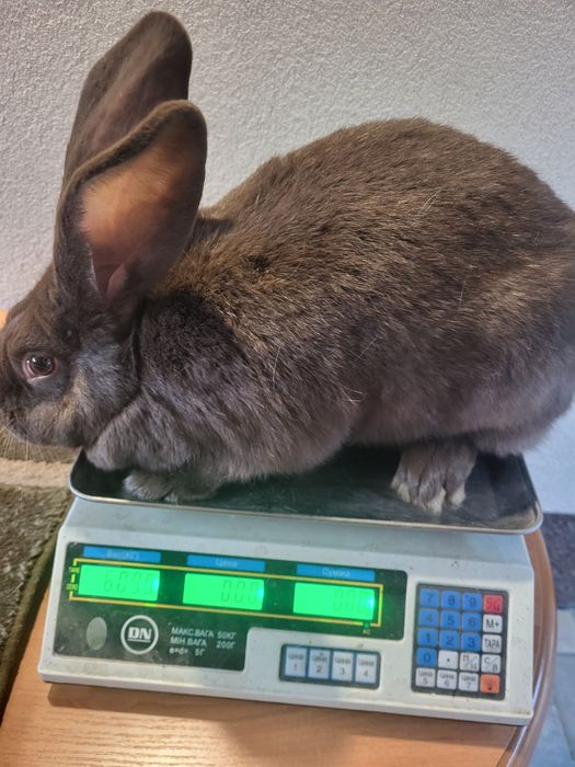 Кролики породи Німецький Строкатий Велетень