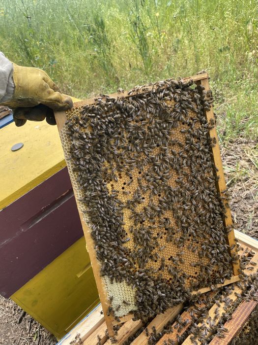 Бджолопакети Карпатка