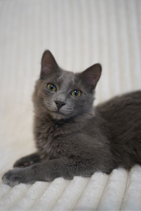 Метис нібелунга молодий кіт