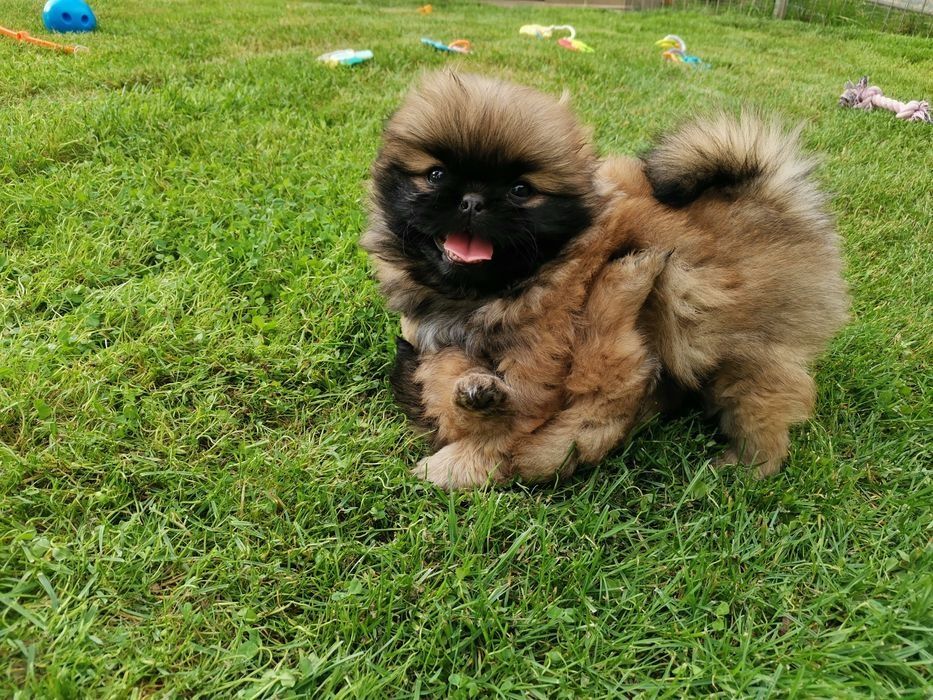 Pekińczyk Szczeniak  Nie Shih Tzu