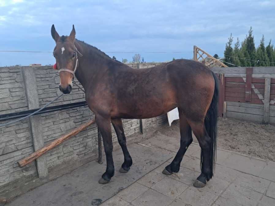 Sprzedam piekna klacz i bryczke