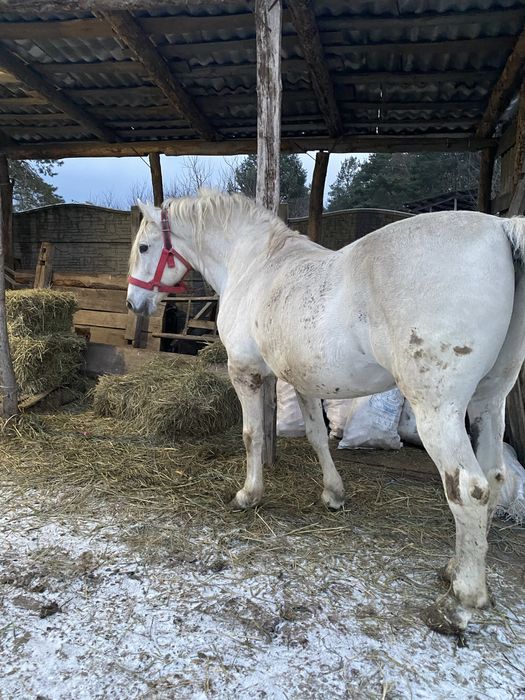 Продам лошадь