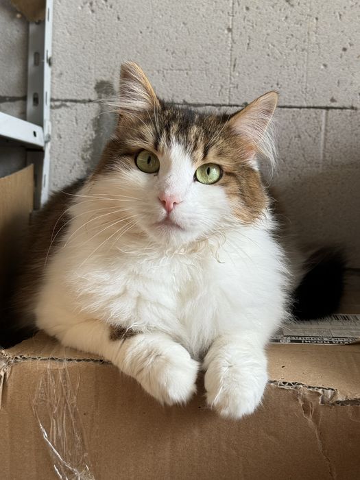 Котик в добрі руки