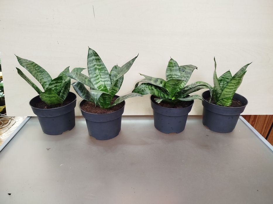 Щучий хвост Сансевиерия Ханни сансивиерия Сансівієрія сансевієрія