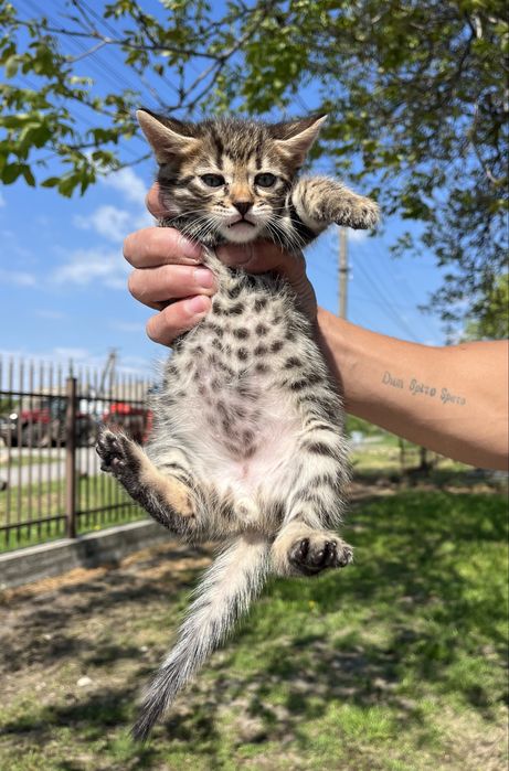 Бенгальські котенята