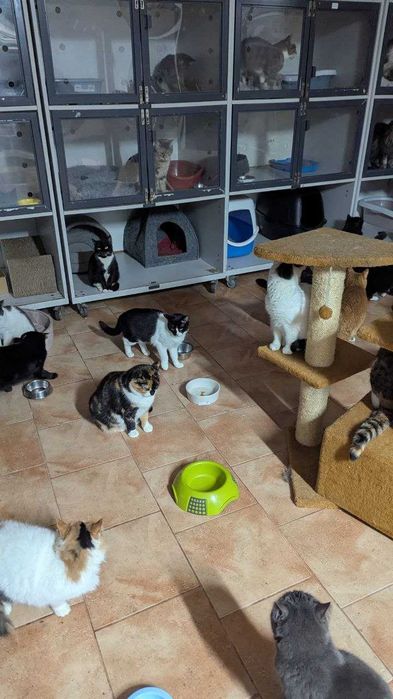 Перетримка для котиків