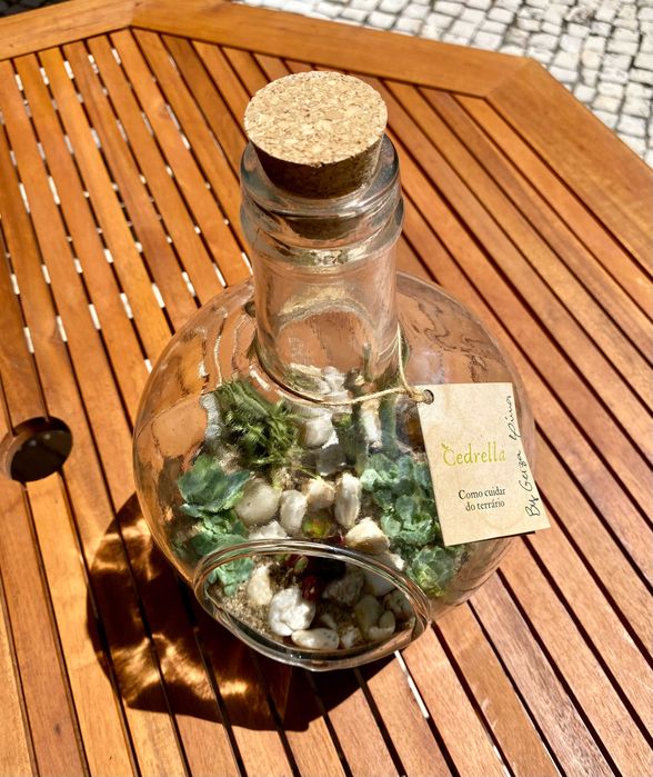 Terrário de plantas suculentas naturais em garrafão de vidro