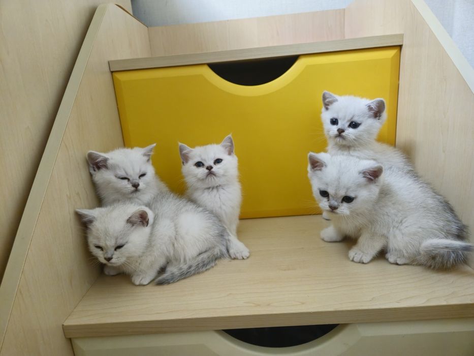 Котята британская серебристая шиншилла
