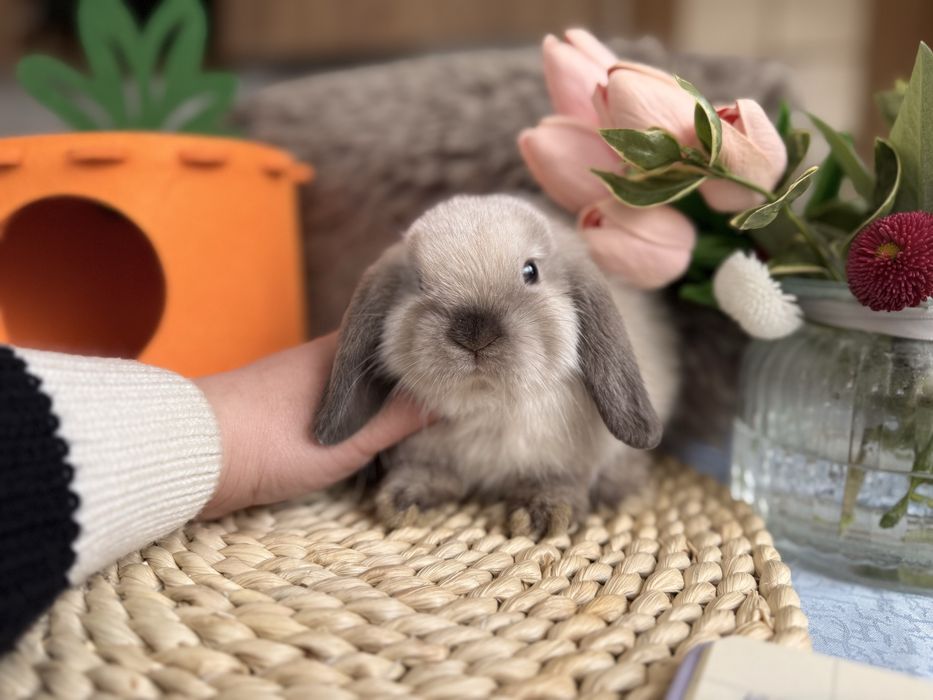 MINI LOP / transport Kraków / króliczki miniaturki rasowe mini lop