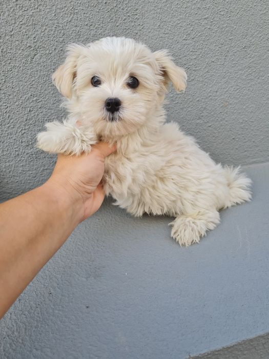 Excelente Bichon Maltes de Qualidade