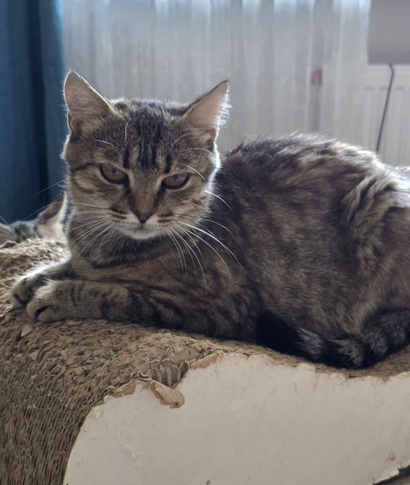 Ласкава молода киця Марго шукає родину