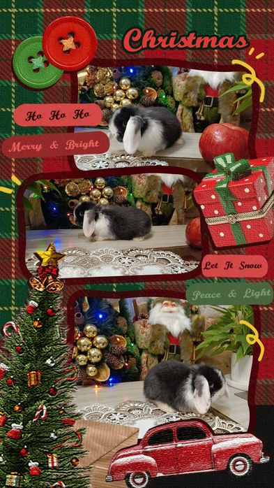 Mini Lopy baranki królik karzełek .Hodowla zarejestrowana KZHK