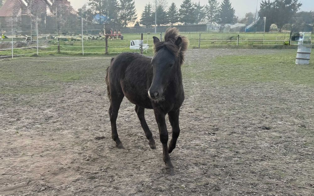 Ogierek haflinger konik polski