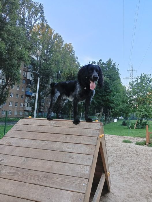 В'язка мисливської собаки