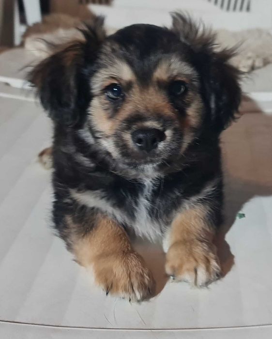 Szczeniaki małej mamy czekają na domy.