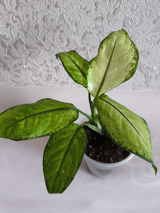 Дифенбахія ,фікуси, філодендрони