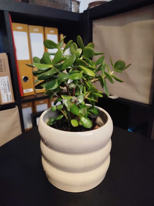 Suculenta: Flor de jade, famosa por atrair prosperidade