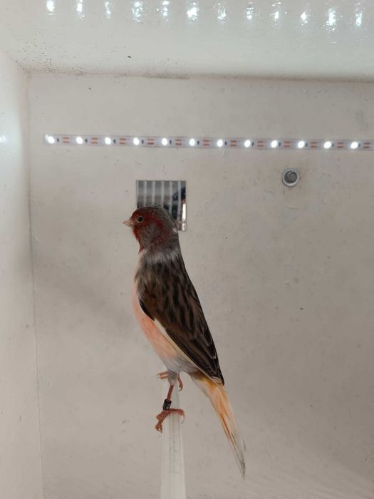 Canário Arlequim Português 2 Machos