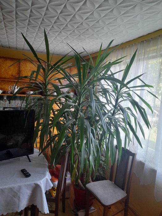 Yuka,  Juka. Duży kwiat doniczkowy