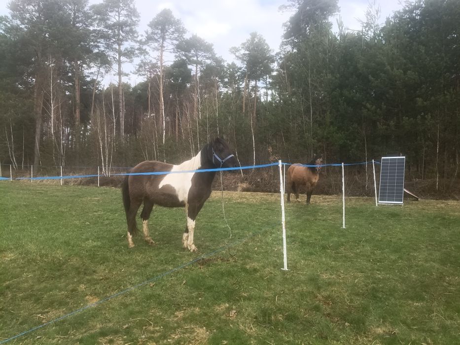 Koń hucuł klacz wałach