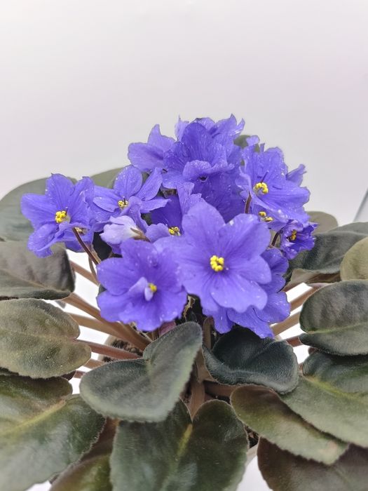 Продам квітучі фіалки