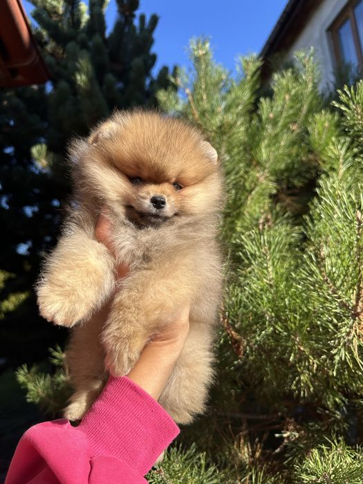 Помаранчевий красунчик шпіц