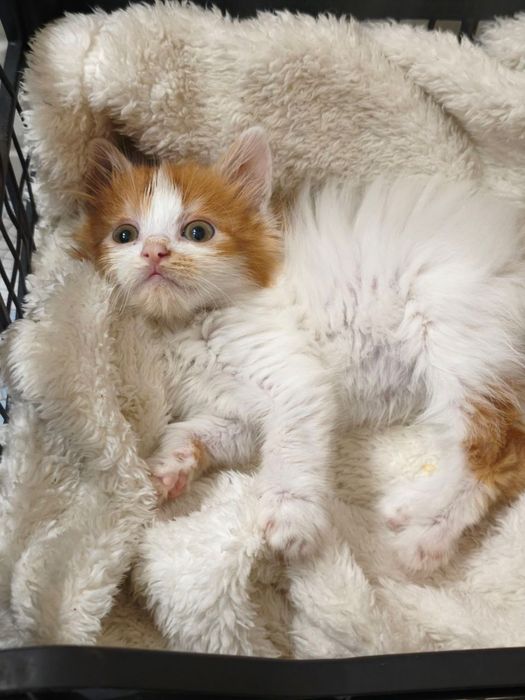 Котенята в найкращу родину