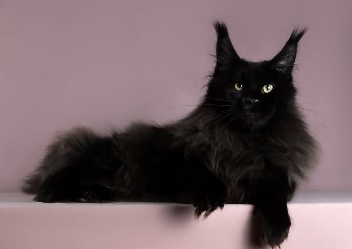 Кошенята мейн кунів