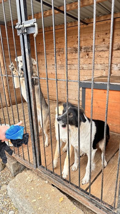 Песик 1 рік шукає сімʼю