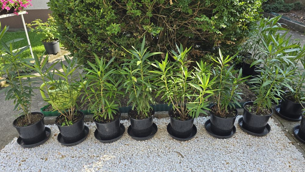 Sadzonki oleander 50cm